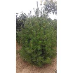 白皮松樹(shù)苗 泰山綠化苗木 白皮松