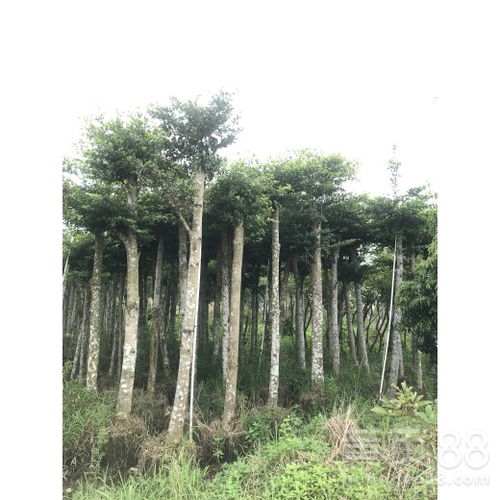 【廣州7-15分小葉攬仁市政苗木】- 