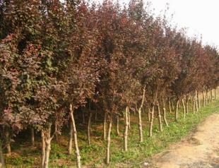 春季綠化苗木管理法國槐 法桐_農副產品