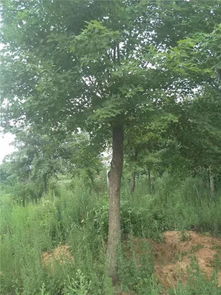 恭喜九洲園林入駐苗木通平臺 營銷要找準(zhǔn)適合自己的方法