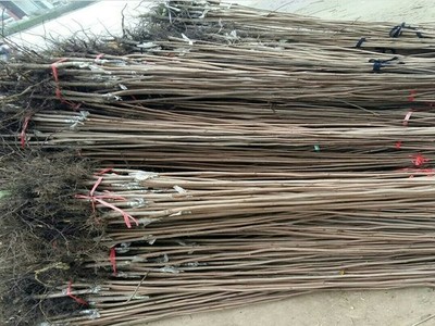 次郎柿子苗品相優,口感好的品種次郎柿子苗