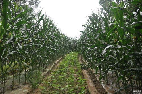 高橋鎮(zhèn)高橋社區(qū)集體經(jīng)濟(jì)蓬勃發(fā)展,助力村民家門口就業(yè)增收