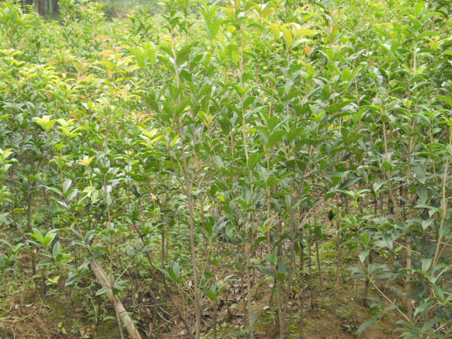 桂花苗木|喬灌木|綠化苗木|供應信息|597苗木網