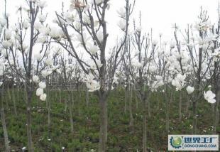 大量0白玉蘭等優質綠化苗木_農副產品_世界工廠網中國產品信息庫
