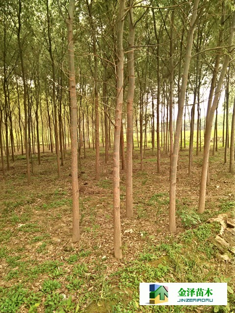 河北出售旱柳 6公分旱柳價格 旱柳報價_河北保定博野金澤綠化苗木基地 - 商國互聯網
