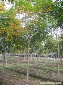 上海無(wú)患子苗木銷(xiāo)售 相關(guān)信息 上海苗木 上海苗木批發(fā) 上海苗木價(jià)格 上海苗木基地