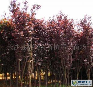 低價(jià)0綠化苗木優(yōu)美喬木紅葉李(批發(fā))_農(nóng)副產(chǎn)品_世界工廠網(wǎng)中國(guó)產(chǎn)品信息庫(kù)