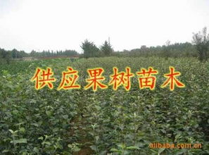 長(zhǎng)期大量供應(yīng)各種果樹(shù)苗木核桃苗指導(dǎo)價(jià) 長(zhǎng)期大量供應(yīng)各種果樹(shù)苗木核桃苗行情 陜西楊凌錦繡萬(wàn)畝果樹(shù)苗木繁育基地