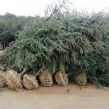 綠化苗木精品工程6米雪松價(jià)格行情苗圃實(shí)拍視頻電話(huà)看貨4m5m6米雪松價(jià)格圖片大全 南京市浦口天昱生態(tài)苗木場(chǎng)