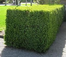 怎樣生產(chǎn)市場(chǎng)最需要的苗木產(chǎn)品