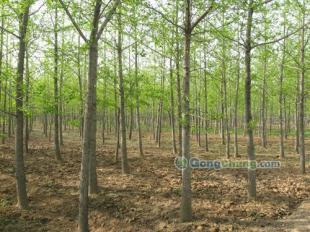 供應(yīng)櫻花,黑松等綠化苗木優(yōu)質(zhì)供應(yīng)-山東銀杏樹價格|敬高銀杏園林_傳媒、廣電_世界工廠網(wǎng)中國產(chǎn)品信息庫