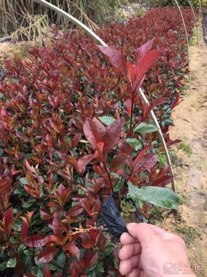 【綠化灌木紅葉石楠袋苗銷售、質優價廉】綠化苗木,價格,廠家,供應商,花木,龍海市東泗興輝園藝場 - 產品庫