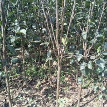 大葉女貞苗圃價格 大葉女貞苗圃公司 圖片 視頻