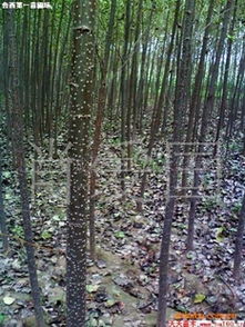 常綠喬木 落葉喬木 山東省誠(chéng)信綠化苗木基地供應(yīng)常綠喬木第1頁