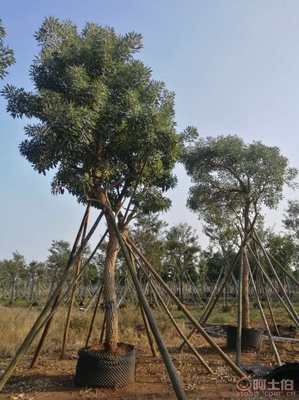 【全冠香樟袋苗供應、種植基地直銷、價格實惠】綠化苗木,價格,廠家,供應商,花木,龍海市東泗興輝園藝場 - 產品庫