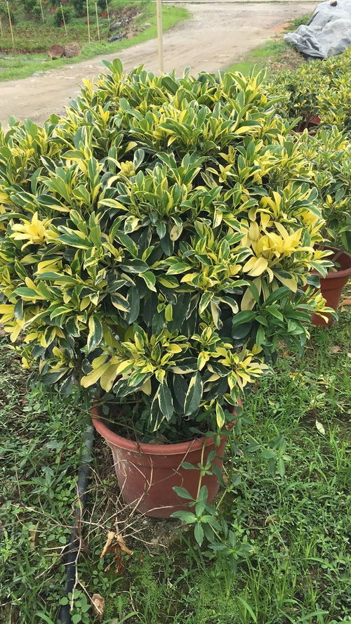 信息交流區(qū)no.12 大量苗木供應(yīng) 求購(gòu)