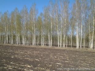 哈爾濱草坪苗木大慶草坪苗木長(zhǎng)春草坪苗木_農(nóng)副產(chǎn)品_世界工廠網(wǎng)