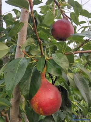 【梨苗爬秧咋管口碑廠家黃金梨苗大型基地】泰安高新區旺運苗木中心 - 產品庫