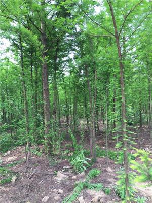汪家苗圃/丹陽樸樹苗木/鎮(zhèn)江樸樹植物