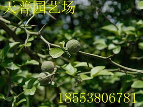 山東枸橘果種植基地 批發(fā)價(jià)格價(jià)格 廠家 圖片