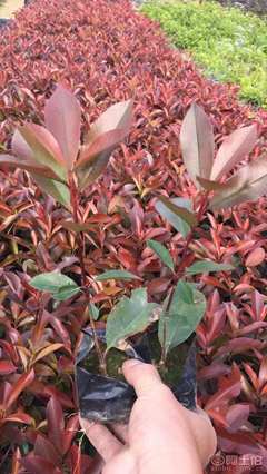 【紅葉石楠袋苗優(yōu)質(zhì)批發(fā)、量大優(yōu)惠】綠化苗木,價格,廠家,供應商,花木,龍海市東泗興輝園藝場 - 產(chǎn)品庫