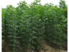 白蠟小苗價格 供應產(chǎn)品 河南鄢陵中原苗木培育基地