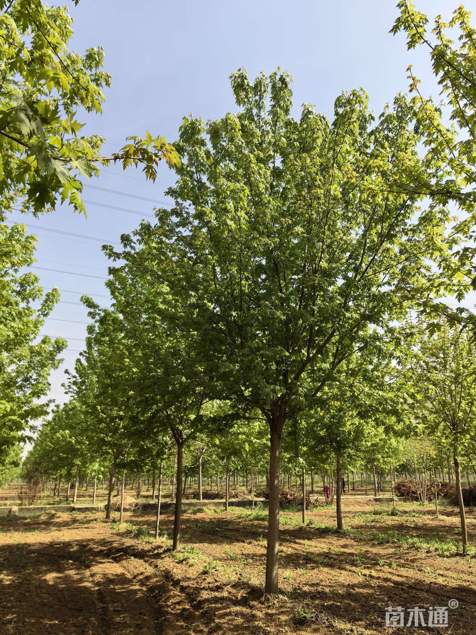 [銀白槭15公分銀白槭 500.00元/株 若干