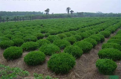 分析市場需求,選擇合理苗木產品