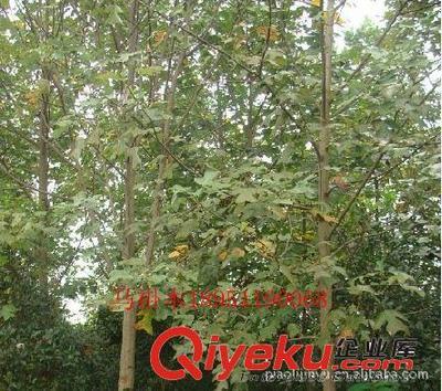 廠家專業(yè)供應(yīng)馬褂木等綠化苗木(圖)-沭陽縣威宇花木銷售中心提供廠家專業(yè)供應(yīng)馬褂木等綠化苗木(圖)的相關(guān)介紹、產(chǎn)品、服務(wù)、圖片、價格沭陽縣威宇花木銷售中心、金葉女貞;紅葉小檗;小龍柏;地柏;灑金柏;南天竹;迎春;連翹;月季花;紅王子錦帶;水臘;劍麻;金娃娃萱草;玉簪;鳶尾;棣棠;繡線菊;紅瑞木;紫荊;紫薇等綠化苗木