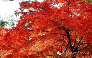 綠城集團園林軟景苗木圖譜 全套