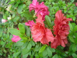 花卉世界網 浙江省金華市郊北余氏兄弟苗木場產品展示