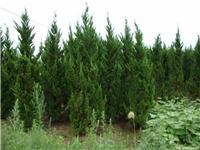 找鄢陵河南檜的苗木價格價格、圖片、詳情,上一比多_一比多產品庫