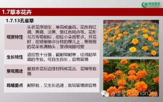 綠城集團園林軟景苗木圖譜 全面性與實踐價值分析