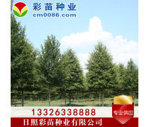 苗木產品庫 助力園林綠化與產業發展