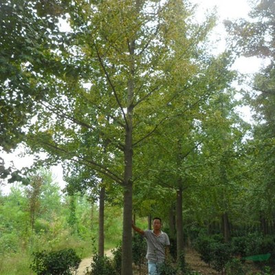 銀杏苗木 綠化美化的理想選擇