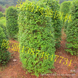 湖南風(fēng)馳園林 精品小葉雨針柱形樹(shù)，綠化苗木的專業(yè)供應(yīng)商