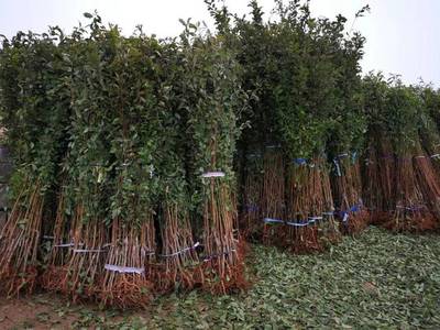 山東育苗基地遭竊，新疆杏李品種“恐龍蛋”市場熱度再引關注